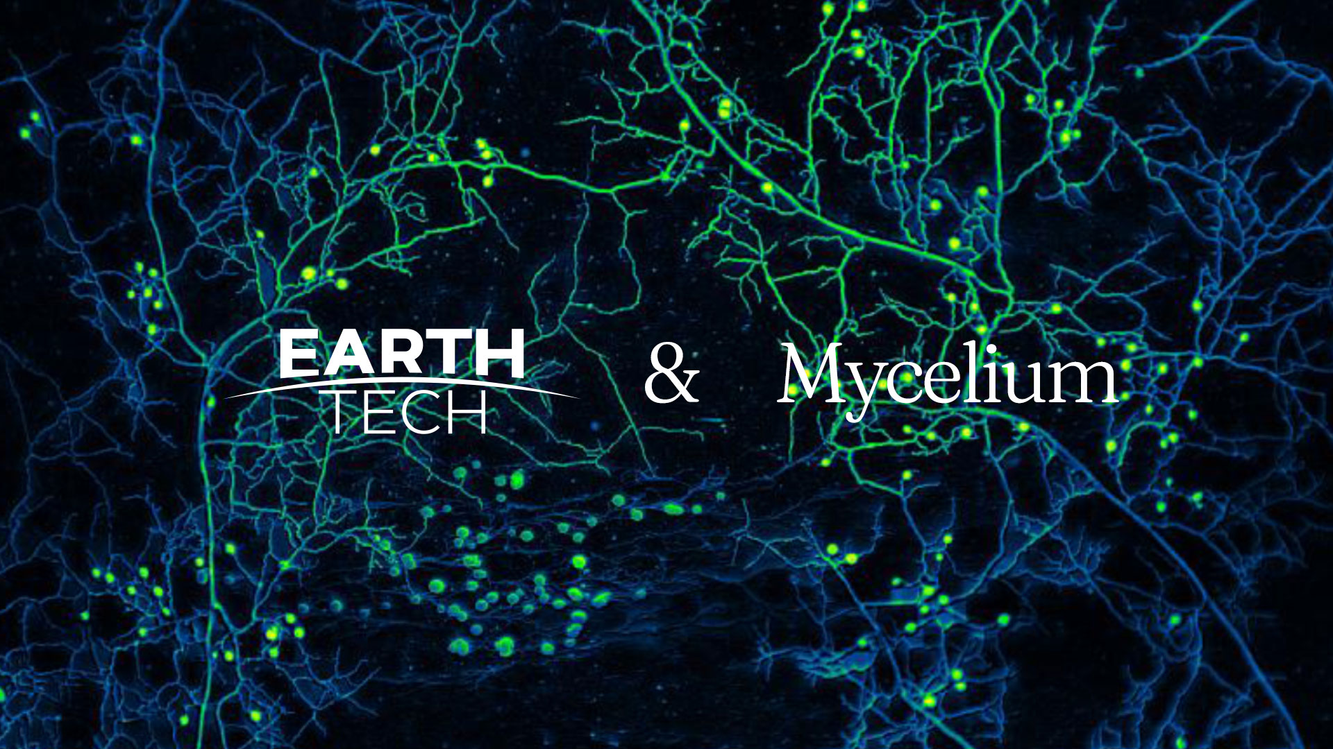 mycelium-web2